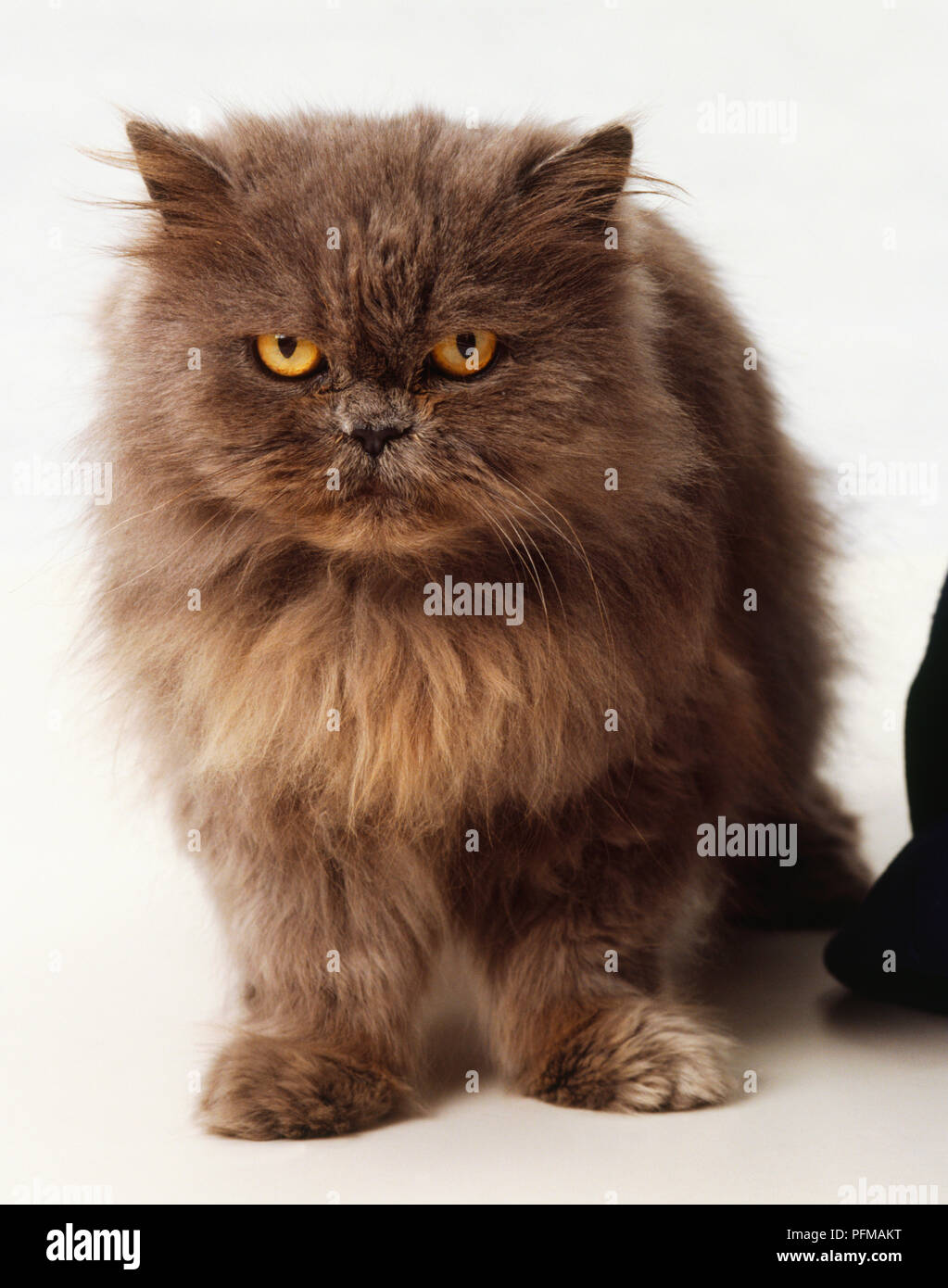 De Couleur Marron Chocolat Chat Persan Avec Golden Eyes Museau Court De Petites Oreilles Expression Grincheuse Grandes Pattes Vue De Face Photo Stock Alamy