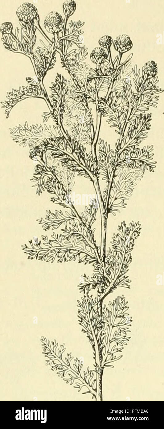 Ce travail se concentre sur la flore des pays-Bas, discutant spécifiquement des espèces *composées* telles que *M. discoidea*, avec des détails sur leur morphologie, leur habitat et leur rôle écologique dans la région. Banque D'Images