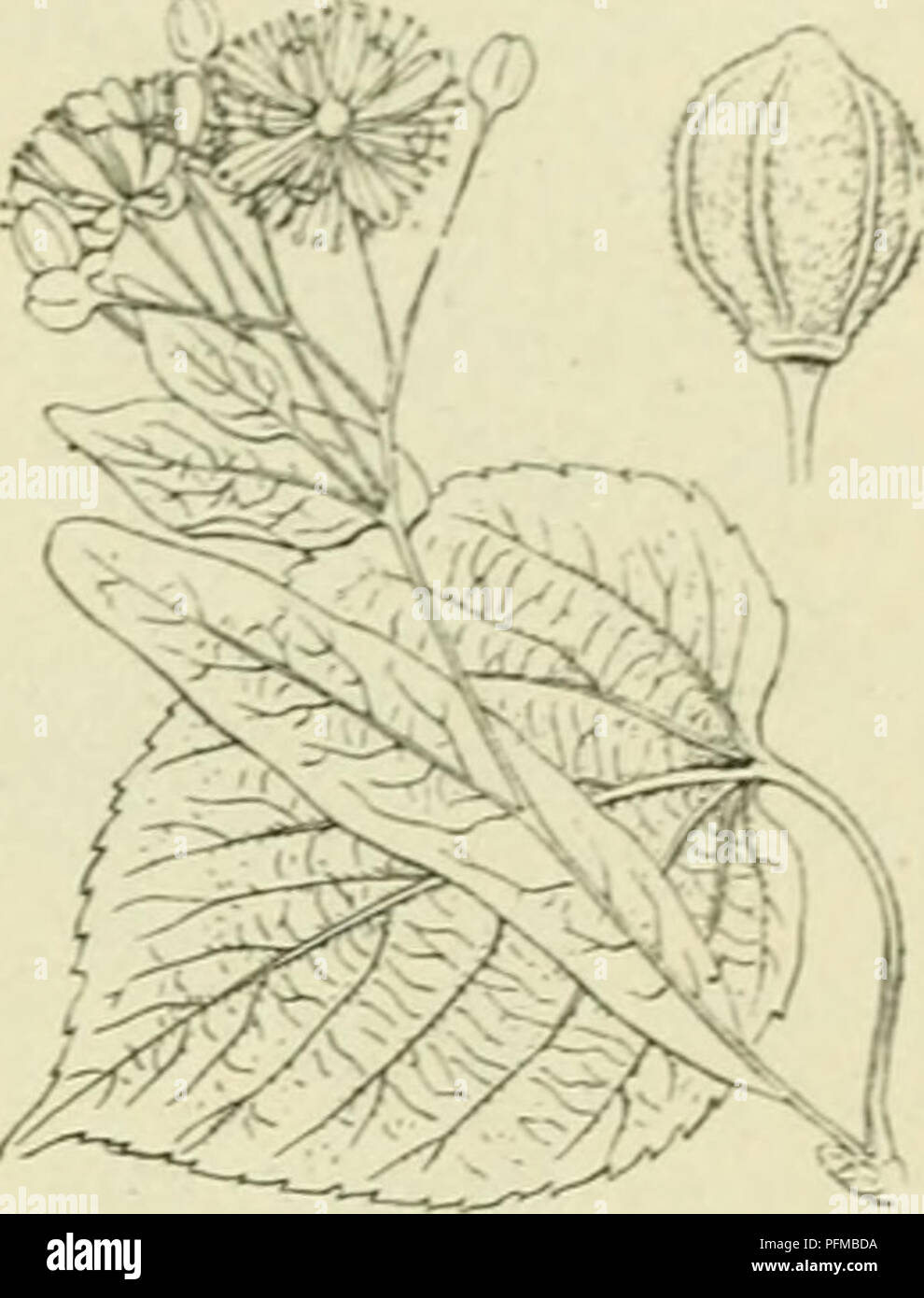 . De flora van Nederland. Les plantes. FAMILIE 47. - TILIACEAE. - 345 bijna new world. De hiadsteel est la moitié de biadschijf ais lang zoo de langer, iets meest behaard. De steunblaadjes groengeel een klein,, langwerpig afvallend, vroeg en sikkelvormige litteekens kleine, van achter. De bloemstelen komen boven den knop uit de bladoksels zijassen in worden als van dien knop, hetgroote beschouwd terwijl, dix deele bloemsteel vergroeide schutblad rencontré den voor de eerste van knopschub dien knop, die het volgende jaar zal uitloopen, gehouden wordt. Bloemstelen hoogstens zoolang die zijn als het blad hairless, Banque D'Images