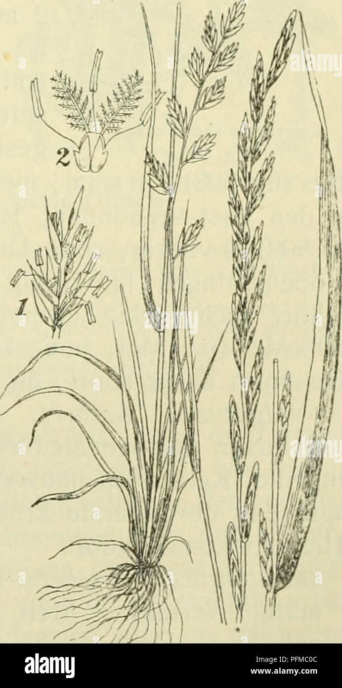 De Flora Van Nederland Les Plantes Familie 18 A Graminae A 565 Bloemen Van Enaald J Meest En Kruidachtig 4 3 A 10 Dm Juniaoctober Naar Den Levensduur Onderscheidt Les Hommes De