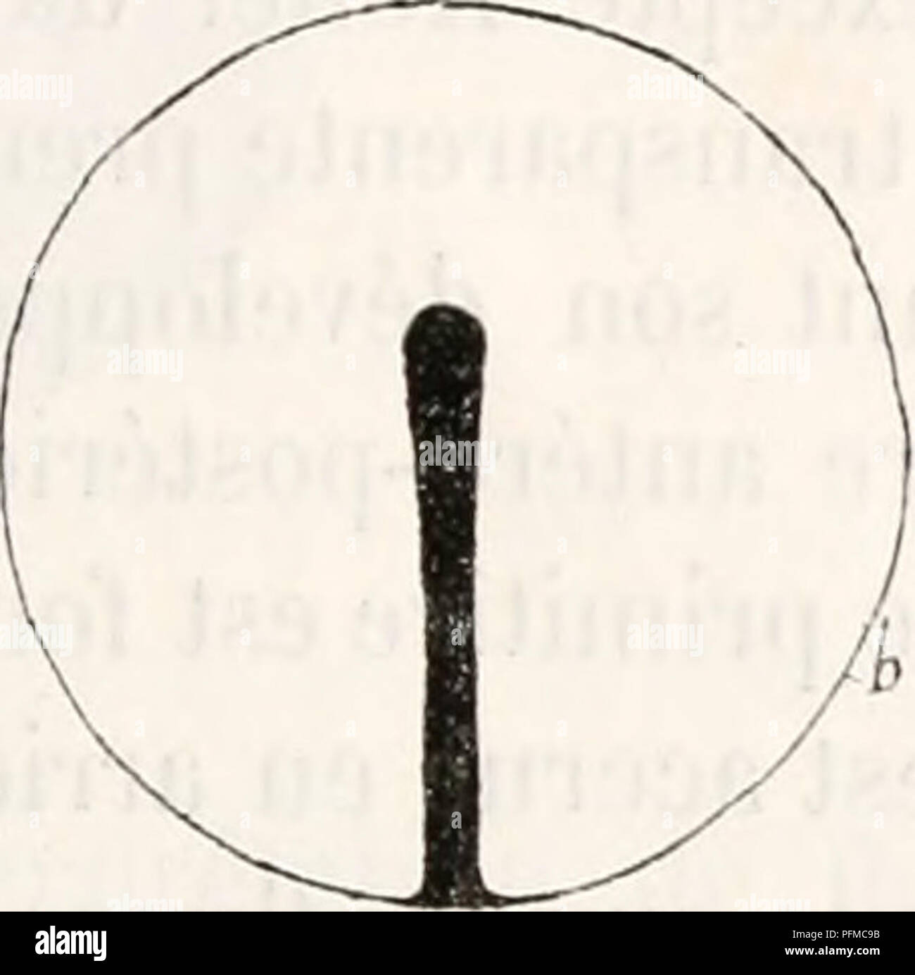 Ce travail se concentre sur la formation du blastoderme dans les embryons d'oiseaux, fournissant des observations détaillées sur le développement embryonnaire précoce. Il contribue à la compréhension du développement aviaire et de l'embryologie. Banque D'Images