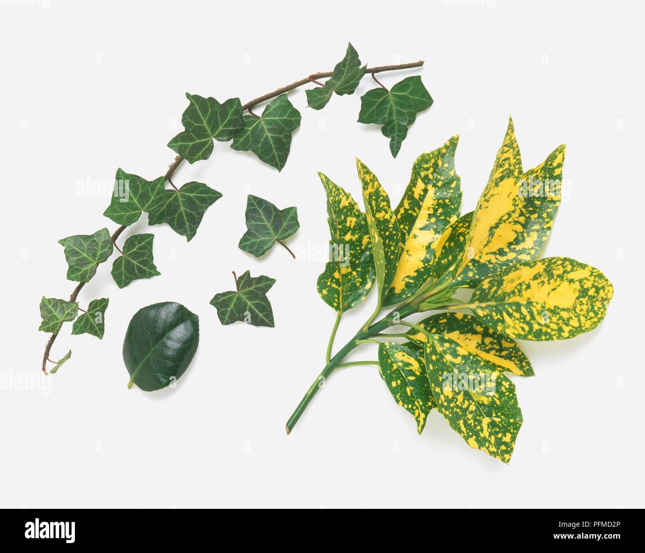 Sélection de feuilles y compris Hedera helix (lierre) et Aucuba japonica (laurel) Banque D'Images