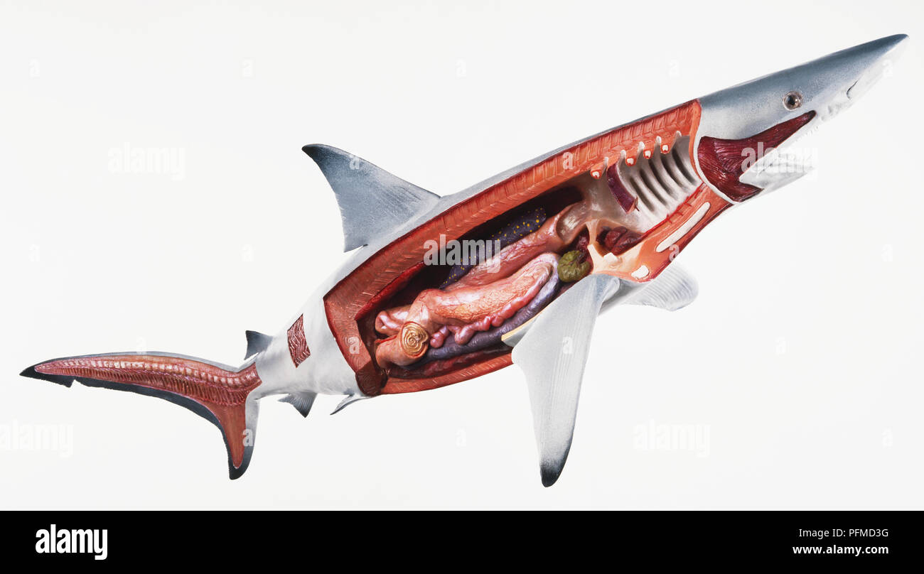 Modèle de Spinner Shark (Carcharhinus brevipinna) avec vue sur les organes internes. Banque D'Images