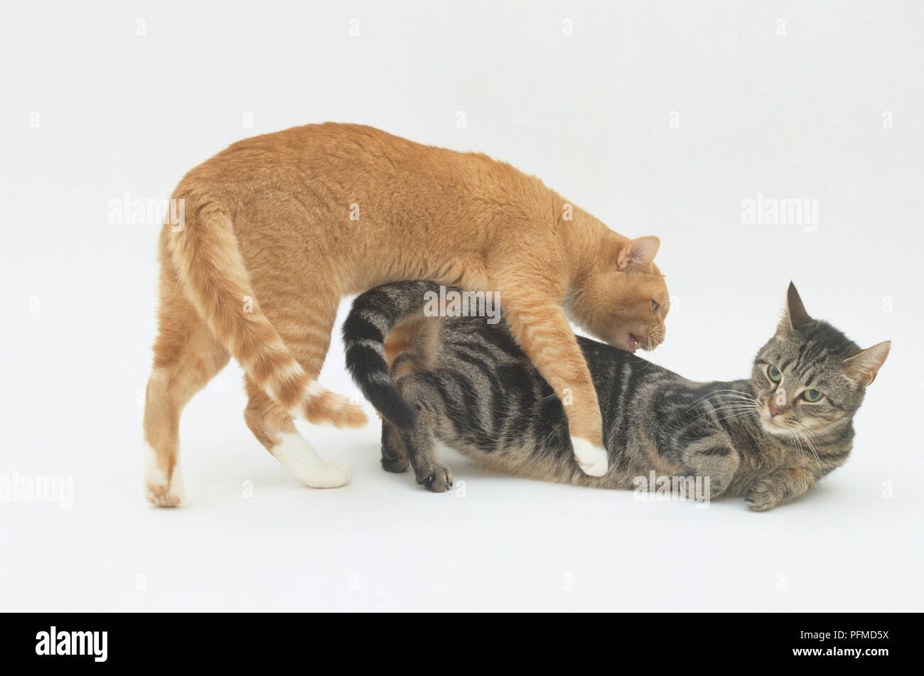 Ginger mâle d'une femelle de chat chat tigré Banque D'Images