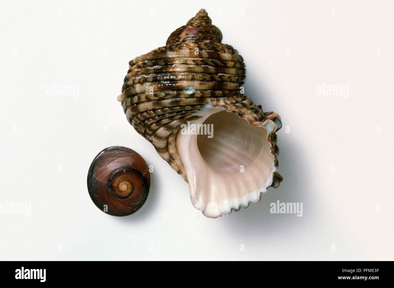 La bouche d'argent Turban (Turbo argyrostomus), la coquille entière, et en regard de la face interne de l'opercule de shell Banque D'Images