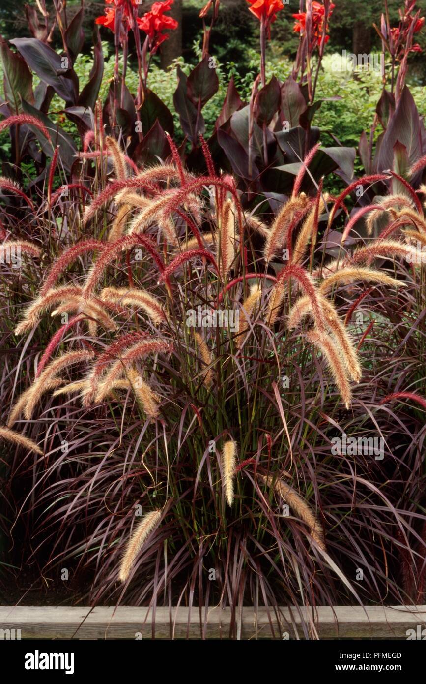 Pennisetum setaceum 'Purpureum' (fontaine de graminées) avec rose violacé feuilles et épillets Banque D'Images