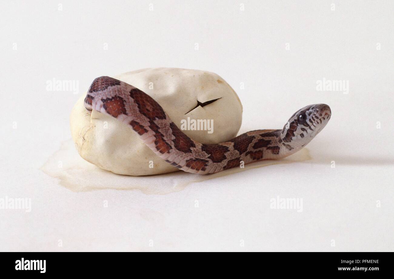 Corn snake (Elaphe guttata) émergeant de la coquille Banque D'Images