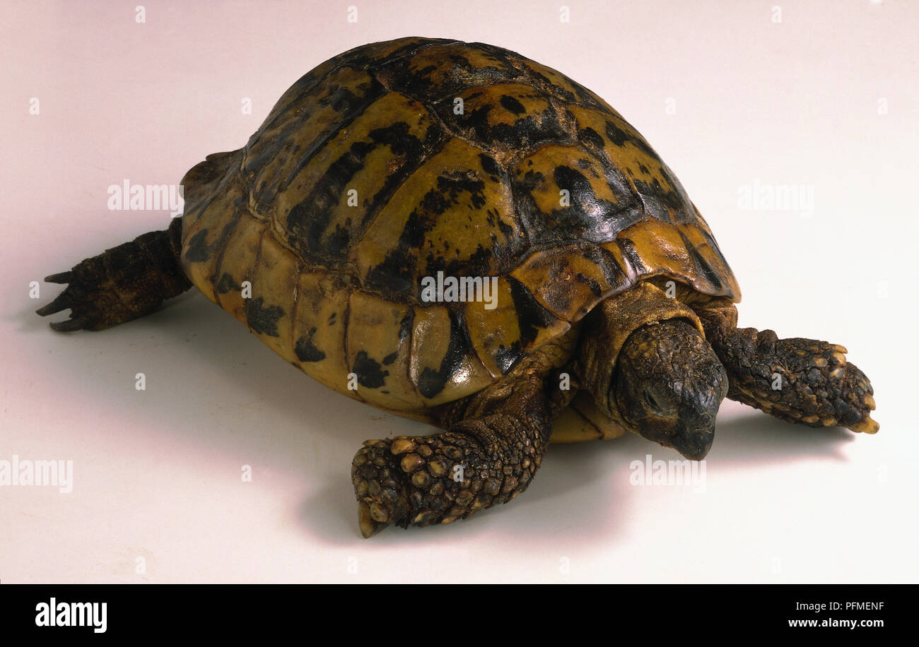 La tortue d'Hermann Banque D'Images