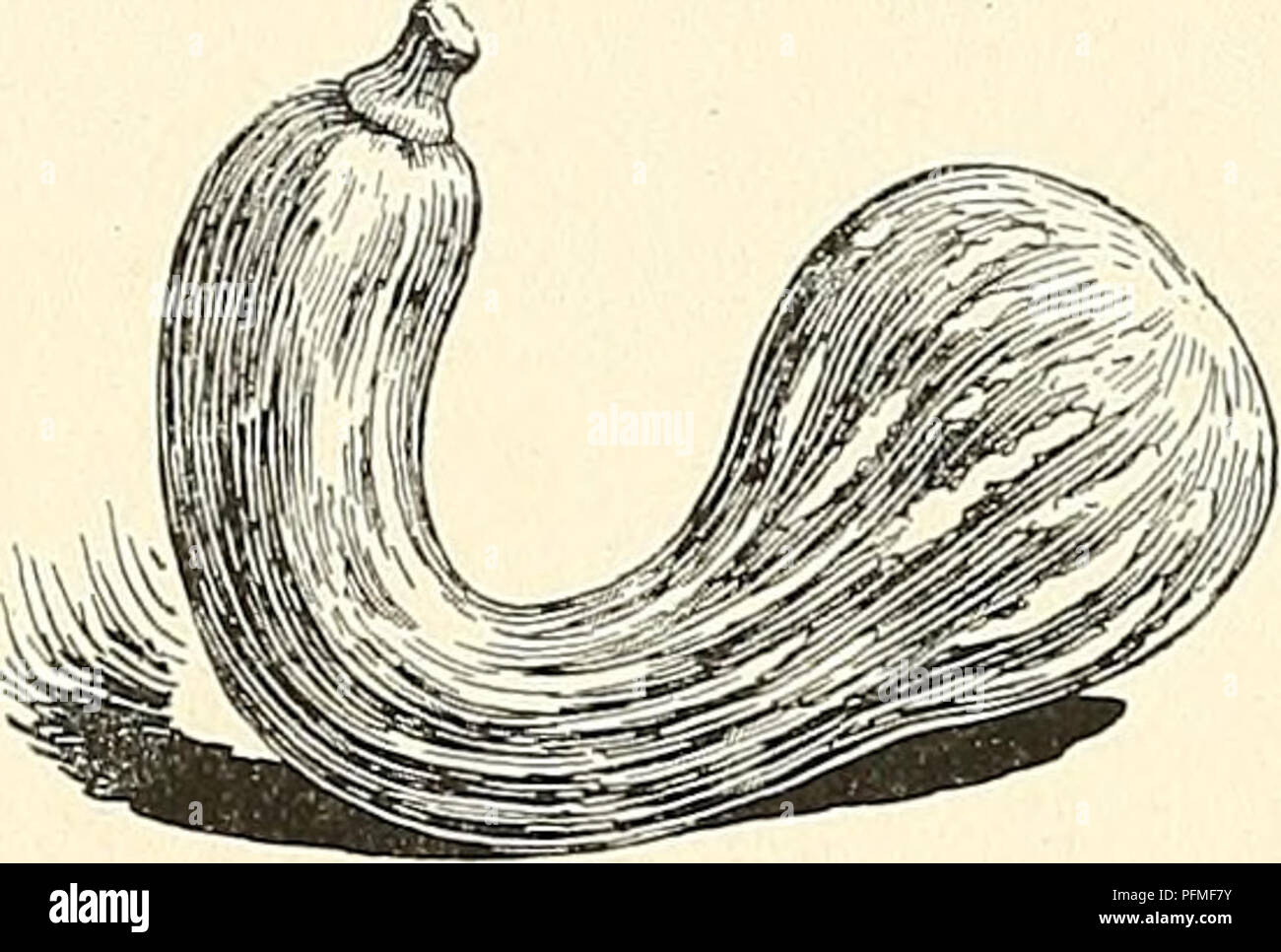 . Cyclopedia of American horticulture, comprenant des suggestions pour la culture de plantes horticoles, les descriptions des espèces de fruits, légumes, fleurs et plantes ornementales vendues aux États-Unis et au Canada, ainsi que des notes biographiques et géographiques. Le jardinage. 1712 SQUASH sur fond très riche les plantes prospèrent souvent remarquablement bien, mais il n'y a danger que les plantes peuvent fonctionner trop de vigne, d'autant plus vrai lorsque le sol a beaucoup trop de l'azote disponible. Afin que le. 2382. L'hiver ou Canada courge Yellow-Crookneck-Cucurbita moschata. végétaux doivent commencer rapidement, Banque D'Images