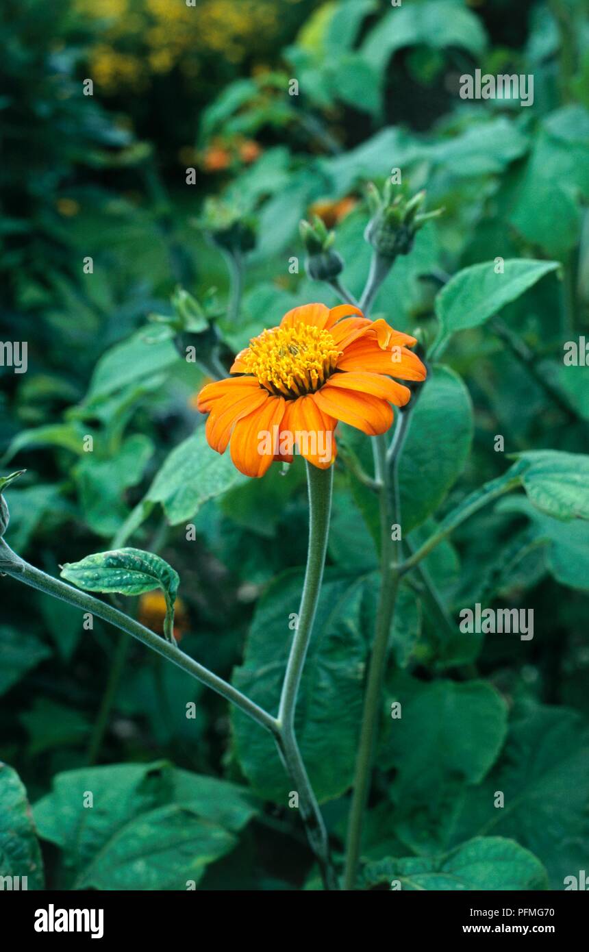Seule la fleur de Tithonia rotundifolia 'Torch' (tournesol mexicain) entouré de feuilles vertes, close-up Banque D'Images