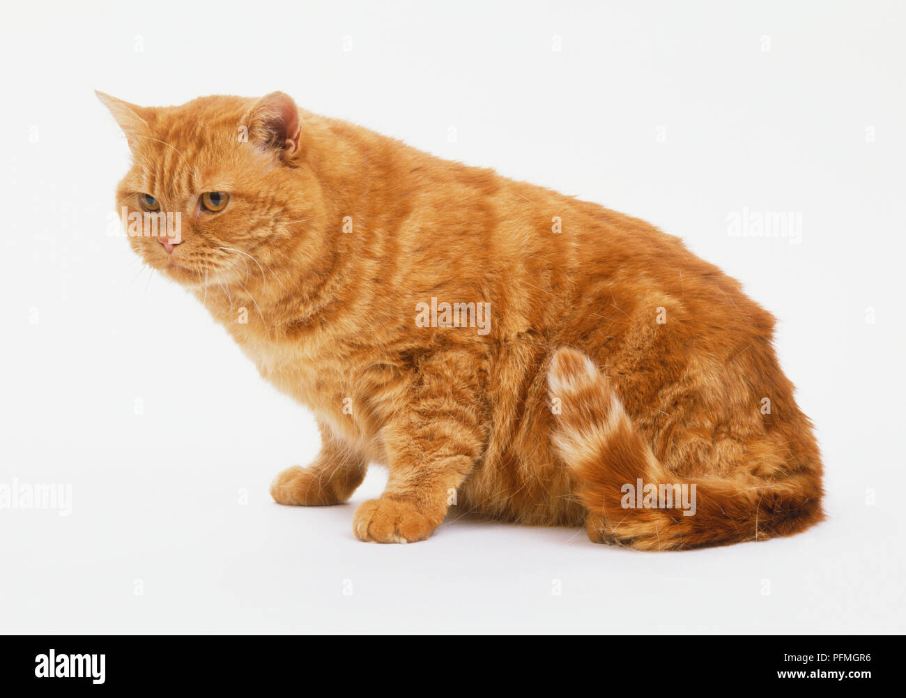 Le gingembre cat (Felis catus), assis, side view Banque D'Images