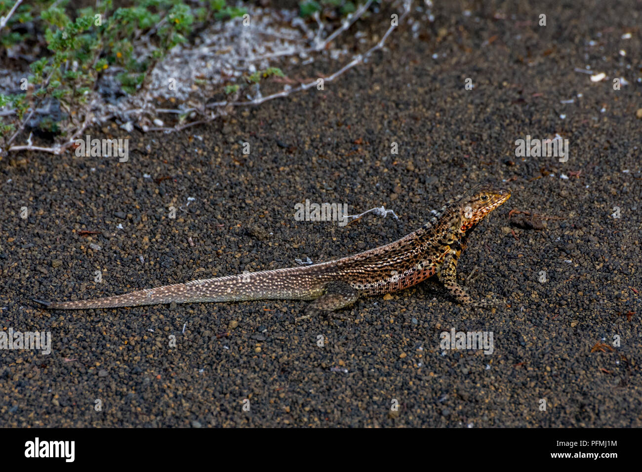 Un lézard de lave (Microlophus albemarlensis) sur une plage de sable noir dans les îles Galapagos, Equateur.sur une plage de sable noir dans le Galapago Banque D'Images