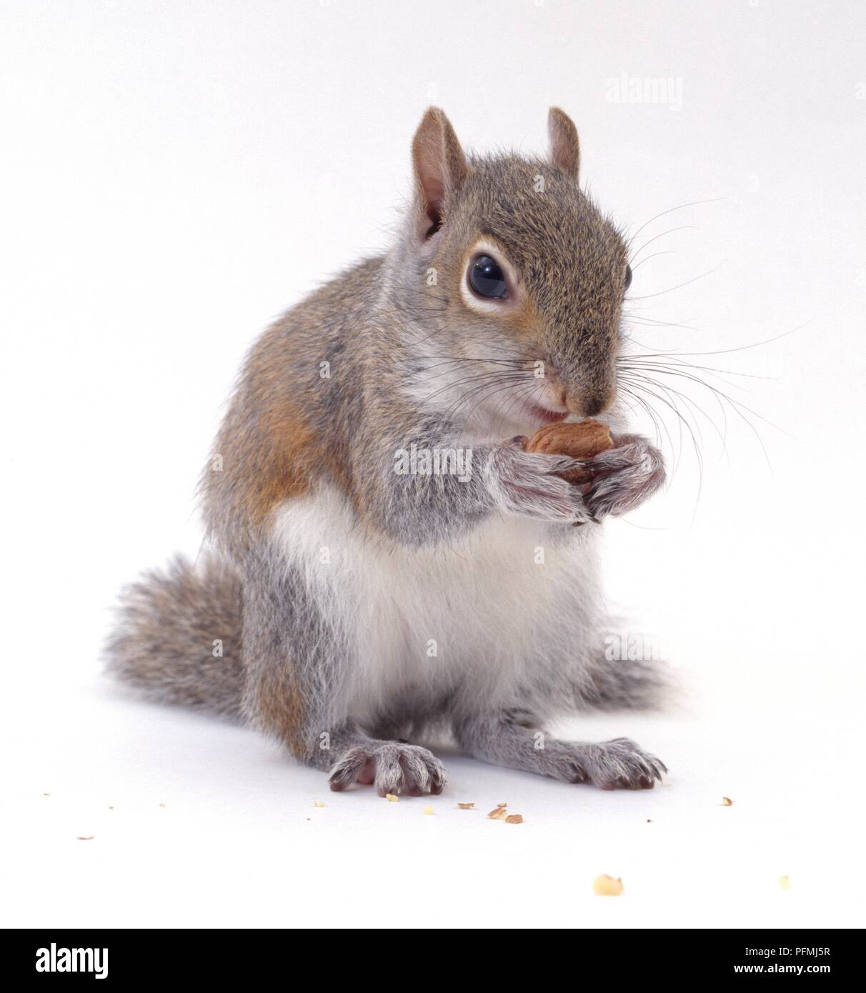L'écureuil gris (Sciurus carolinensis) l'écrou de l'alimentation, close-up Banque D'Images