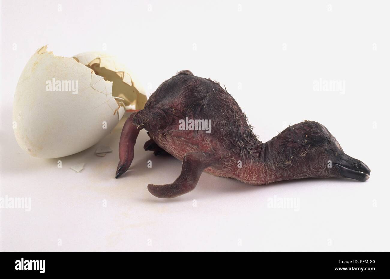 Manchot de Humboldt (Spheniscus humboldti), de poussins à côté de la coquille des œufs cassés Banque D'Images