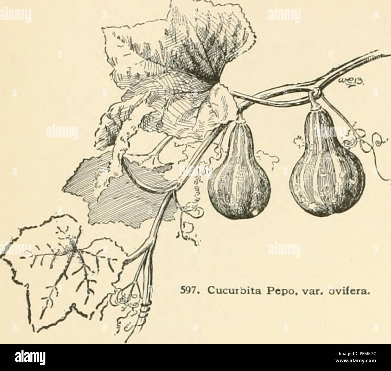 . Cyclopedia of American horticulture, comprenant des suggestions pour la culture de plantes horticoles, les descriptions des espèces de fruits, légumes, fleurs et plantes ornementales vendues aux États-Unis et au Canada, ainsi que des notes biographiques et géographiques. Le jardinage. 410 CUCURBITA le même iliam. en haut et en bas (Fig. 602, 6031, les lobes de la corolle-grand et doux, et de grande diffusion ou droop- ing : pédoncule à l'échéance soft et spongieux, pas de crêtes. CUNNINGHAMIA courge Yellow-Crookneck, Dunkard japonais, et pommes de terre- kins (ou pompe) courges sont C. moschata. Les souches de fruits (comme montré dans Banque D'Images