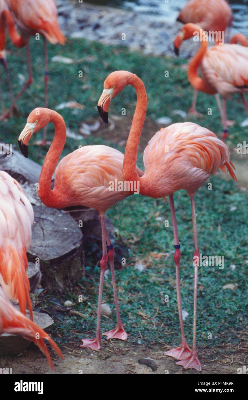 Singapour Jurong Bird Park, flamants roses, debout à côté de l'eau, pieds palmés, de longues jambes, long cou incurvé, bec crochu, rose-blanc plumage. Banque D'Images