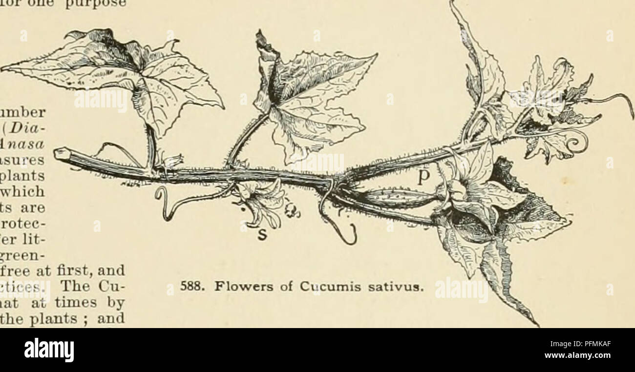 . Cyclopedia of American horticulture, comprenant des suggestions pour la culture de plantes horticoles, les descriptions des espèces de fruits, légumes, fleurs et plantes ornementales vendues aux États-Unis et au Canada, ainsi que des notes biographiques et géographiques. Le jardinage. L'ouest de l'Inde de CONCOMBRE, CORNICHON Cucumis anguria : Porcs. 590, 591. Petites vignes et sveltes, quelque peu ressemblant à un melon d'eau- plante ; fr. très abondante, petite, ellipsoïde, couvertes de verrues et les épines, vert, blanchissant tardivement. Bon pour ces variétés sont pour la plupart tous bons pour un but ou un autre. Le SMA Banque D'Images