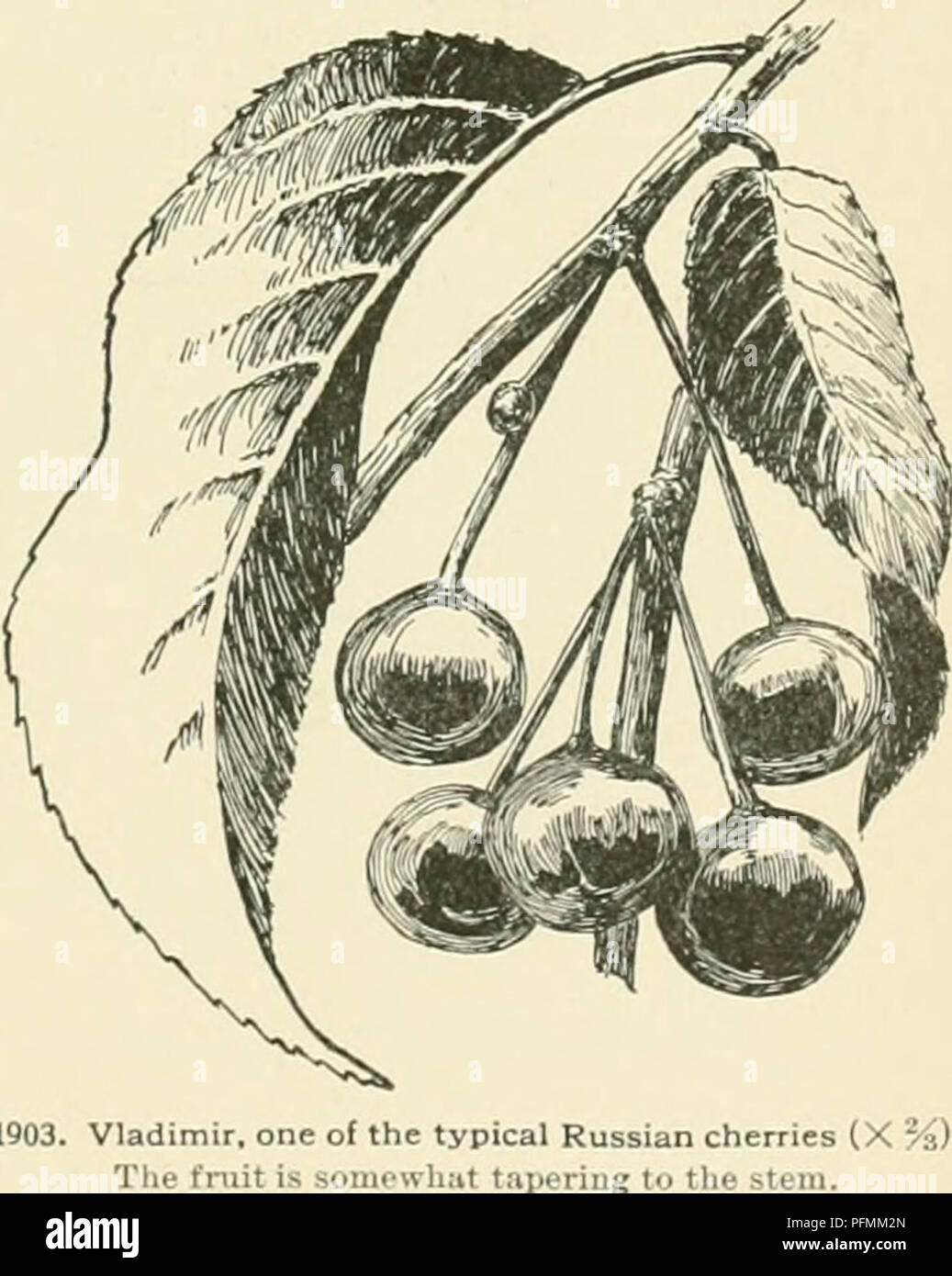 Ce volume couvre la culture de diverses plantes horticoles, y compris la description des fruits, légumes, fleurs et plantes ornementales vendus aux États-Unis et au Canada. L'espèce de cerise, en particulier la variété Vladimir, est considérée comme l'un des fruits les plus importants du nord de la Russie, introduit en Amérique du Nord. Banque D'Images