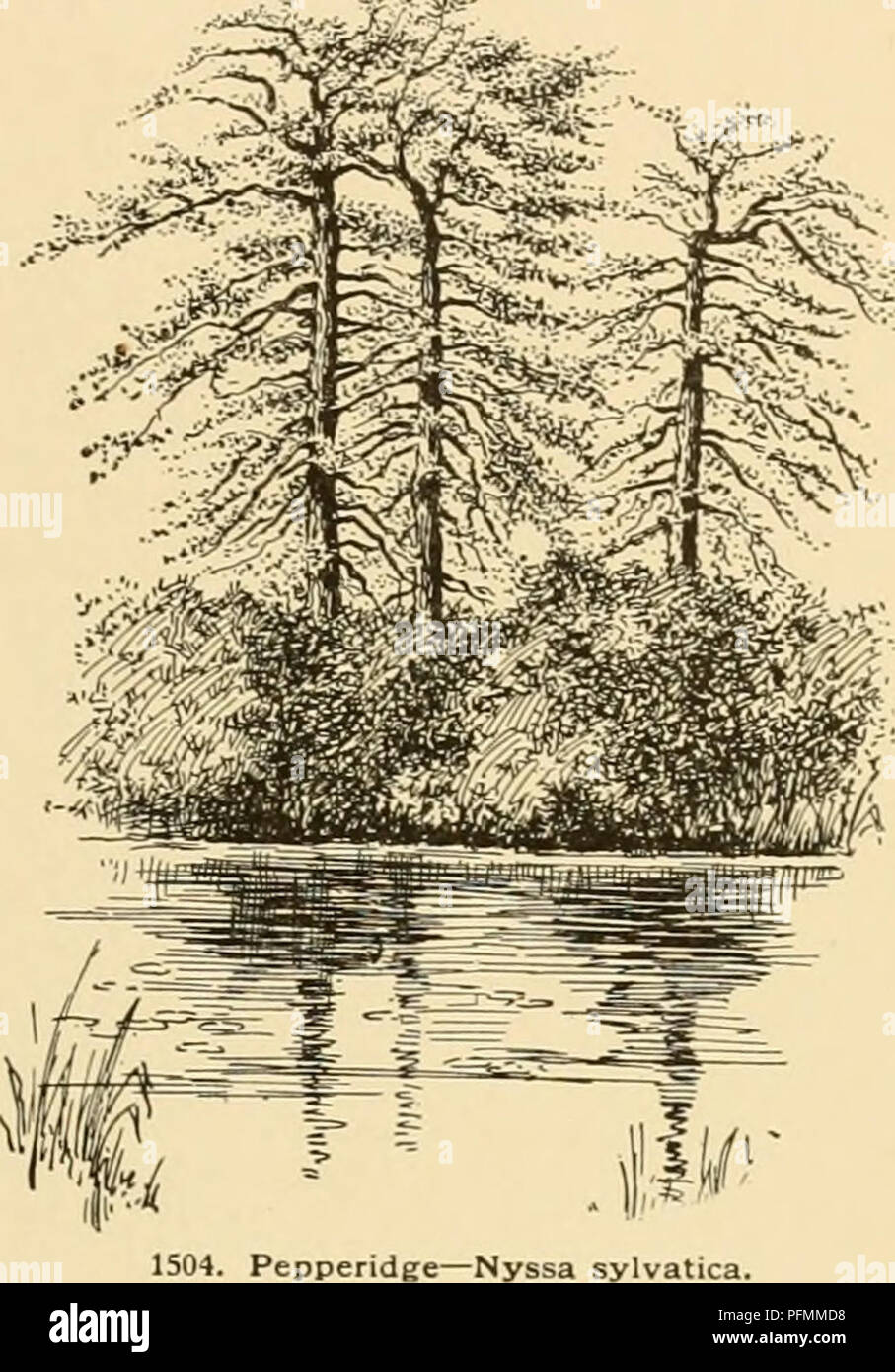 . Cyclopedia of American horticulture : comprenant des suggestions pour la culture de plantes horticoles, les descriptions des espèces de fruits, légumes, fleurs et plantes ornementales vendues aux États-Unis et au Canada, ainsi que des notes biographiques et géographiques. Jardinage ; horticulture ; horticulture ; l'horticulture. NTMPH^A 88. Capensisy Zamibariensis,. Les SFF. pel- tate, quelque peu orbicular-ovales, fortement sinué, angle de lobes acuminé ; face inférieure violet foncé : 8-16 in. à travers, sit. bleu riche, ouvert de 3 à 5 jours, de 9 A.M. à 4 ou 5 p. m., de 6 à 8 in. à travers : l'extérieur vert, bleu sépales Banque D'Images