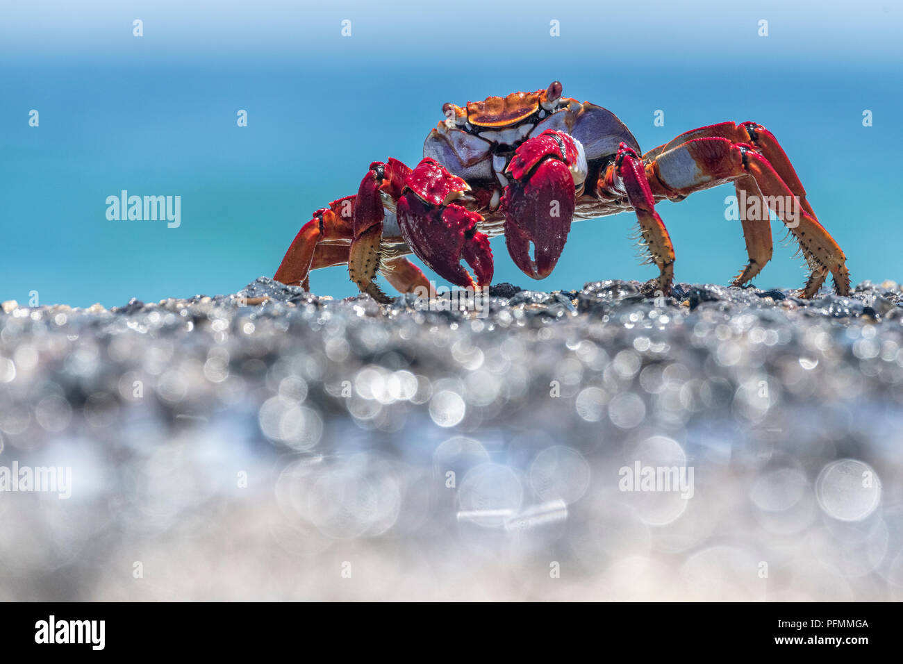 Red Rock (crabe Grapsus adscensionis) sur humide rock, Tenerife, Canaries, Espagne Banque D'Images