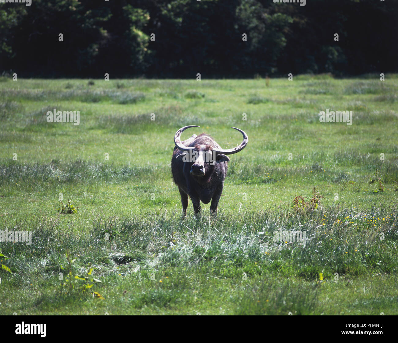 Vue frontale d'un buffle d'Asie (Bubalis bubalis) montrant ses grandes cornes qui ont un "Froissé" surface et se recroquevillent). Banque D'Images