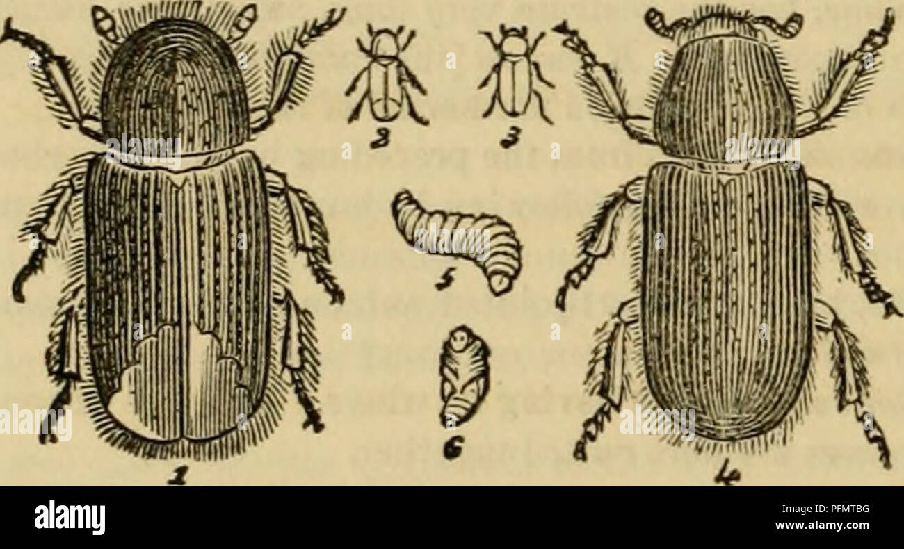 . Règne Animal de Cuvier : organisées en fonction de son organisation. Les animaux. En 542 SECT A. Khina, Latr., est ailé,^ et les antennes sont insérées près du milieu de la tribune ; l'avant-pied chez les mâles sont très longs. Calandra proprement dit, a des antennes coudées beaucoup, mais inséré à la base de la tribune. Calandra granaria, le charançon du maïs, engage les grands ravages dans des greniers, Sa larve se nourrissant sur le grain ; celle de C.palmarum rss sur le palm. Sa larve est un mets apprécié par les autochtones de l'Amérique du Sud. Cossonus, a des antennes courtes, insérées au milieu de la tribune. Dryopthoru Banque D'Images