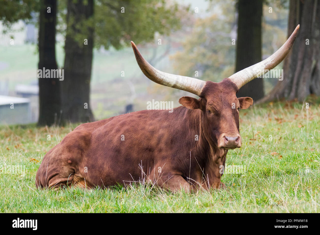 Bovins Ankole à Longleat Safari and Adventure Park dans le Wiltshire, Angleterre. Banque D'Images
