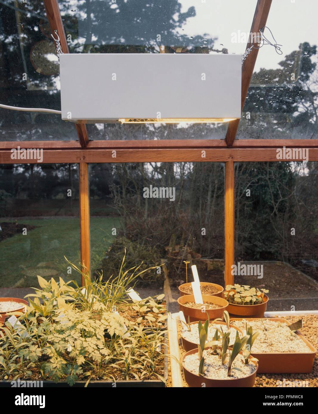 Lampe de plus en plus accrochée à toit à effet brillant sur des plantes pour améliorer la croissance Banque D'Images