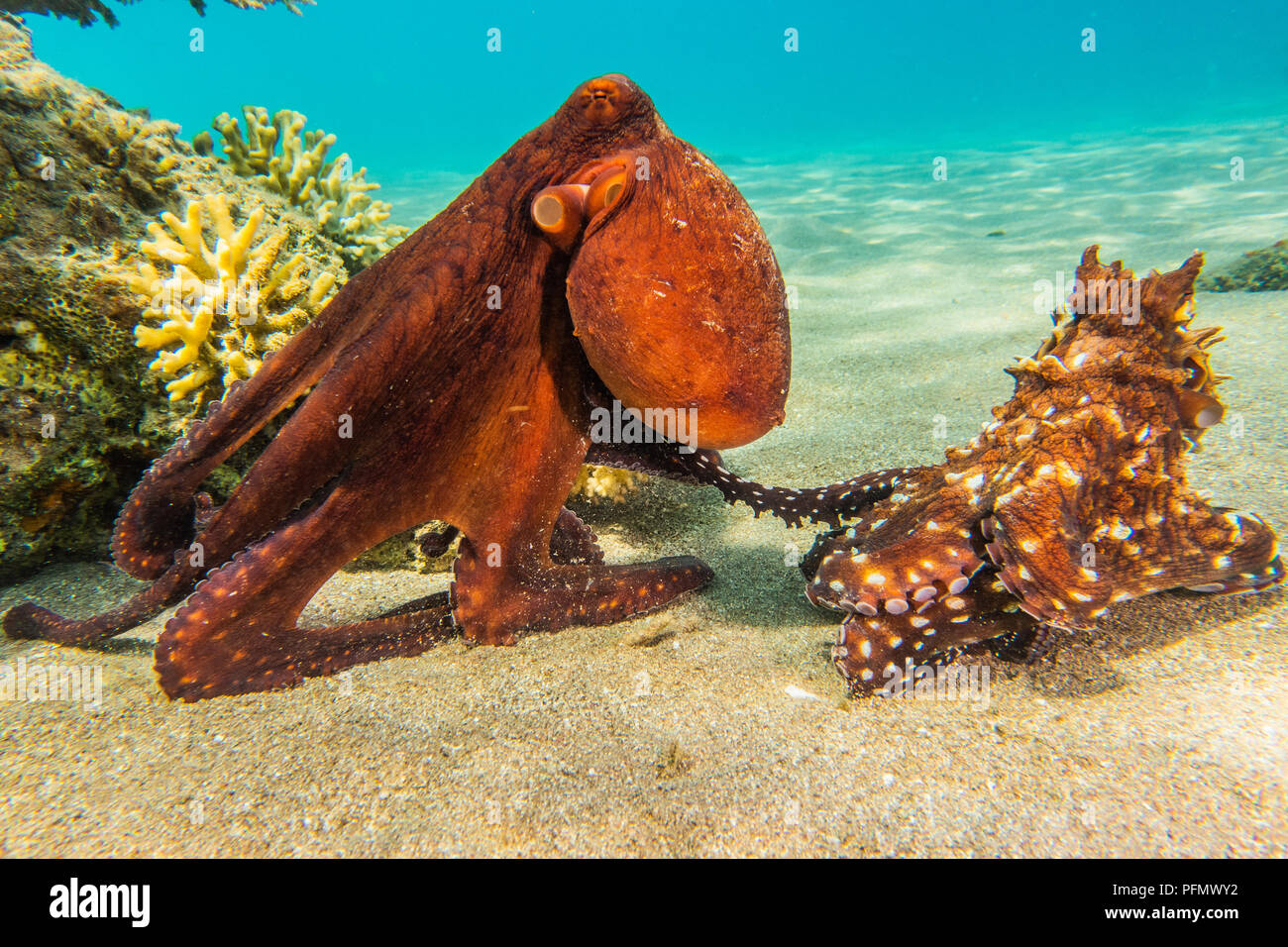 Octopus roi de camouflage dans la mer Rouge, eilat israel a.e Banque D'Images