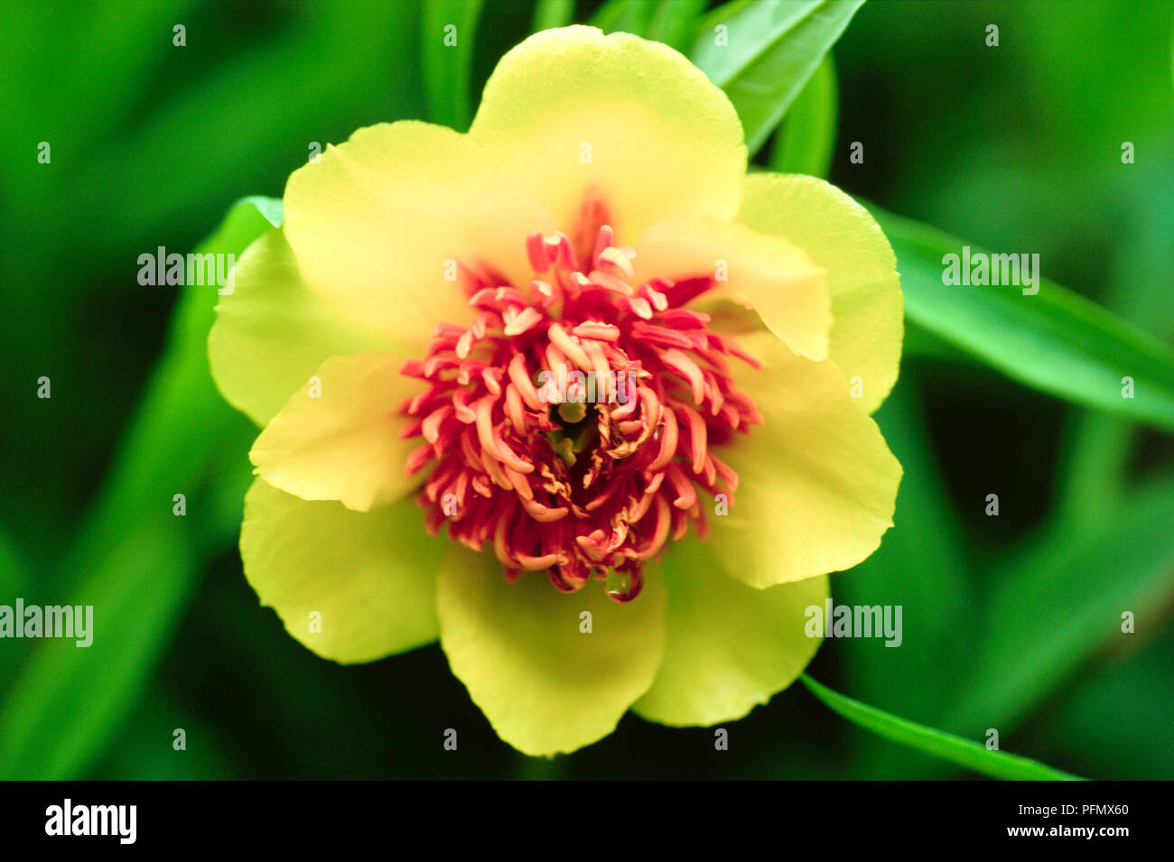 Paeonia lutea (Pivoine), seule fleur jaune avec des étamines orange Banque D'Images