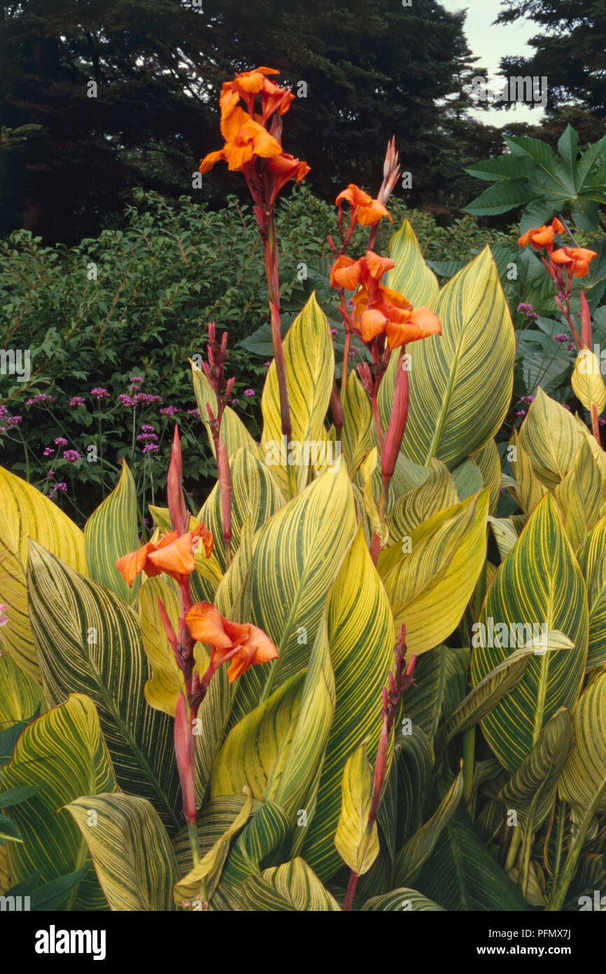 Canna 'Pretoria' avec des fleurs orange sur de longues tiges et de grandes rayures jaunes et vertes feuilles panachées Banque D'Images