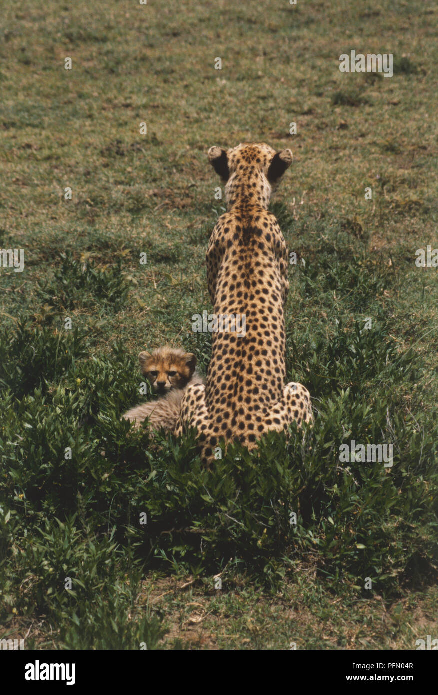 L'Afrique, Tanzanie, Serengeti National Park, vue arrière de Guépard (Acinonyx jubatus) assis dans l'herbe avec un bébé guépard à la recherche dans le sens opposé. Banque D'Images