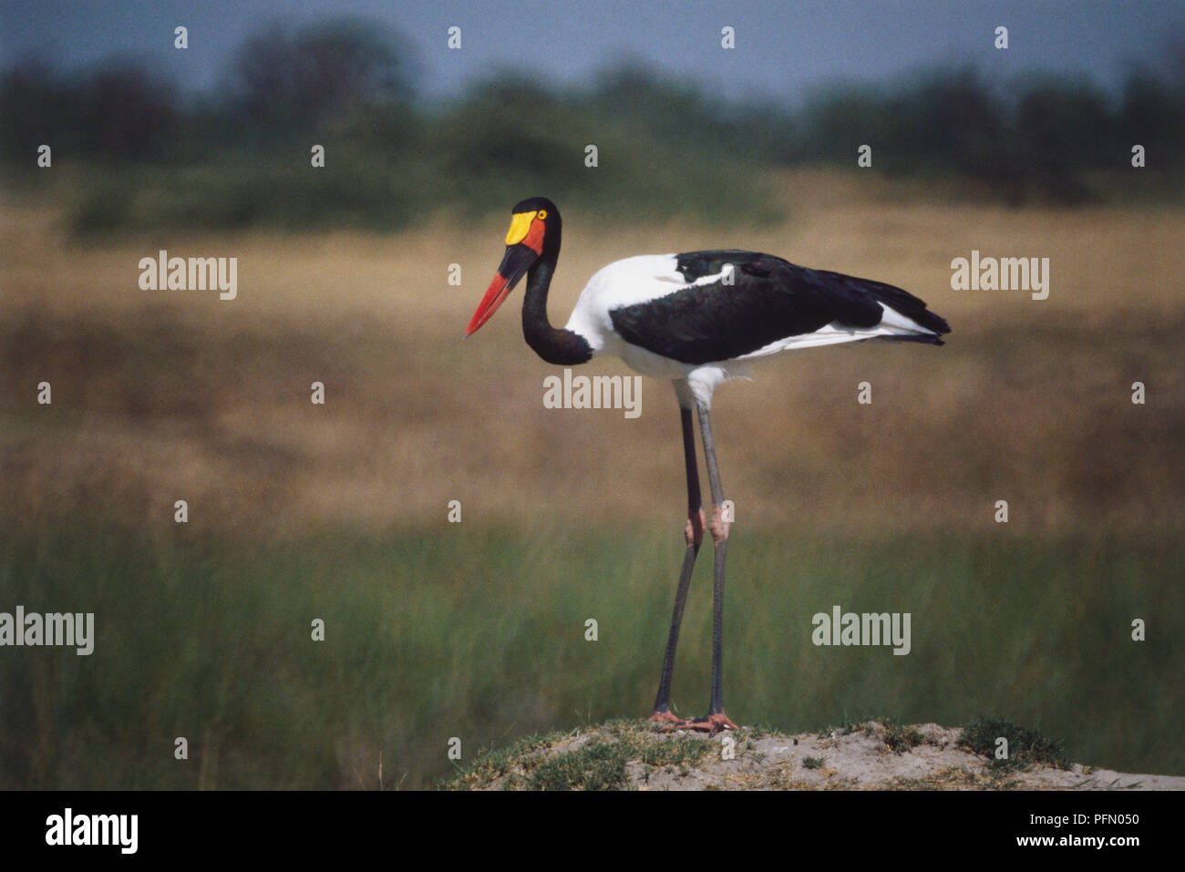 Long-Toed Vanellus crassirostris, Pluvier, noir et blanc d'oiseaux à plumes, pattes articulées, elogated la tête et cou, jaune rouge fin d'un projet de loi, l'article sur rock avant qu'une savane, vue de côté. Banque D'Images