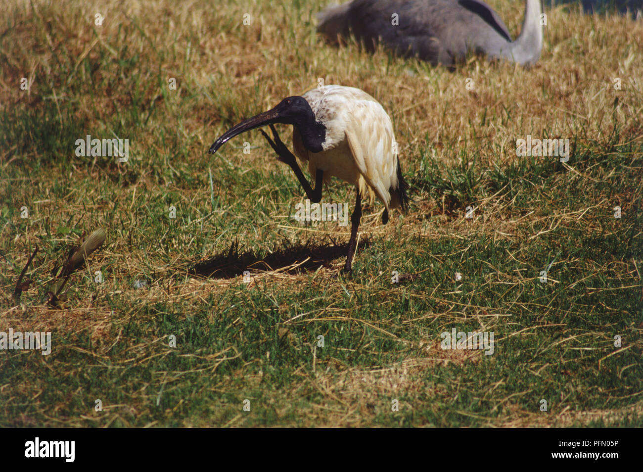 Ibis, plumage brun, noir du cou et de la tête, debout sur une jambe dans la prairie ouverte, grattant sa loi avec son pied, vue de côté. Banque D'Images