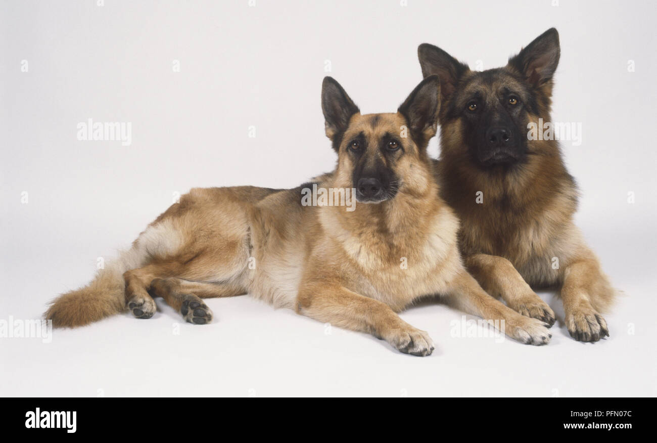 Berger Allemand mâle et femelle chiens (Canis familiaris), situé à côté de l'autre et à la recherche à l'appareil photo, vue de face Banque D'Images