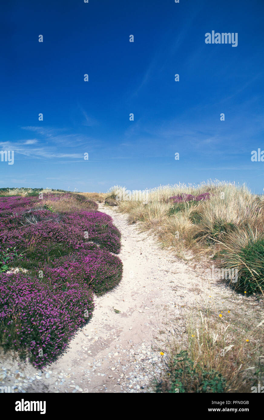 La Grande-Bretagne, l'Angleterre, dans le Suffolk, Dunwich, purple heather en fleur sur Dunwich Heath Banque D'Images