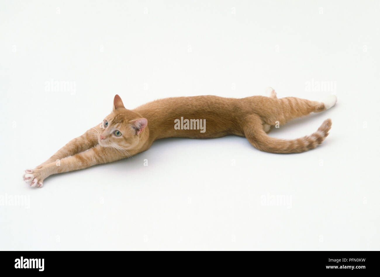 Ginger mâle chat couché sur côté avec les jambes tendus Banque D'Images