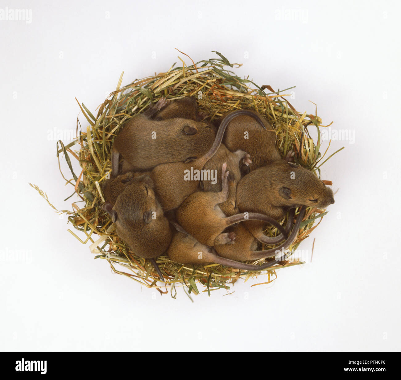 Portée de bébé des souris domestiques (Mus musculus) au nid, vue de dessus  Photo Stock - Alamy