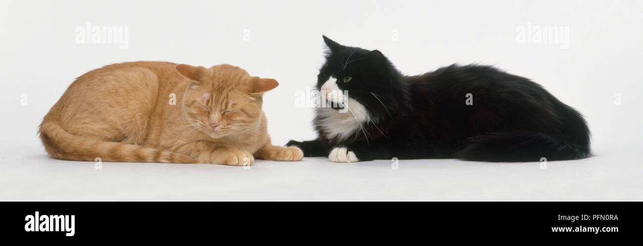 Chat de gingembre et chat noir et blanc couché à côté de l'autre, close-up Banque D'Images