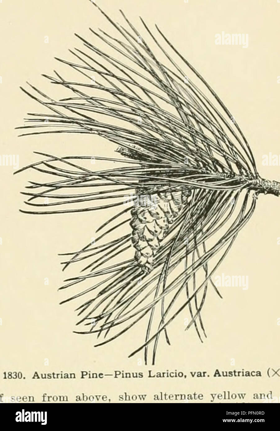 . Cyclopedia of American horticulture, comprenant des suggestions pour la culture de plantes horticoles, les descriptions des espèces de fruits, légumes, fleurs et plantes ornementales vendues aux États-Unis et au Canada, ainsi que des notes biographiques et géographiques. Le jardinage. PINUS n. long. graines presque noires G.K. 10:235. F.R.5,p.oli. u. Certains, avec des pins, pyt nord.  :" ;. , Laricio Poir. Pin de Corse ; Californie S.S. 11:585, .')86. 48:11,21, 49,53.--jidal tête ; pas hardy plusieurs vars. horticoles ont été introduites à partir du japon : l'un des plus distinct est var. Draco-Oculus Banque D'Images