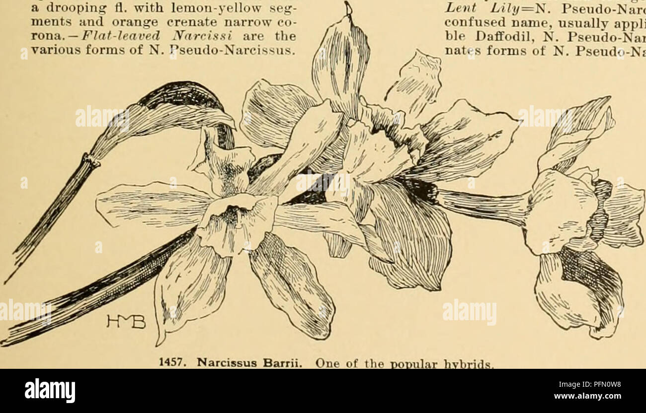 . Cyclopedia of American horticulture : comprenant des suggestions pour la culture de plantes horticoles, les descriptions des espèces de fruits, légumes, fleurs et plantes ornementales vendues aux États-Unis et au Canada, ainsi que des notes biographiques et géographiques. Jardinage ; horticulture ; horticulture ; Horticulture. e populaires hybrides. 1458. Sinele jonquille trompette- N. Pseudo-Narcissus. (XVJ.) avec long, droit (souvent fixé à la coupe des segments, mais variable m taille).-Leedsii poculiformis X incomparabilis (probablement) a entubé le SLJ. tombantes ou horizontale avec segments blanc Banque D'Images