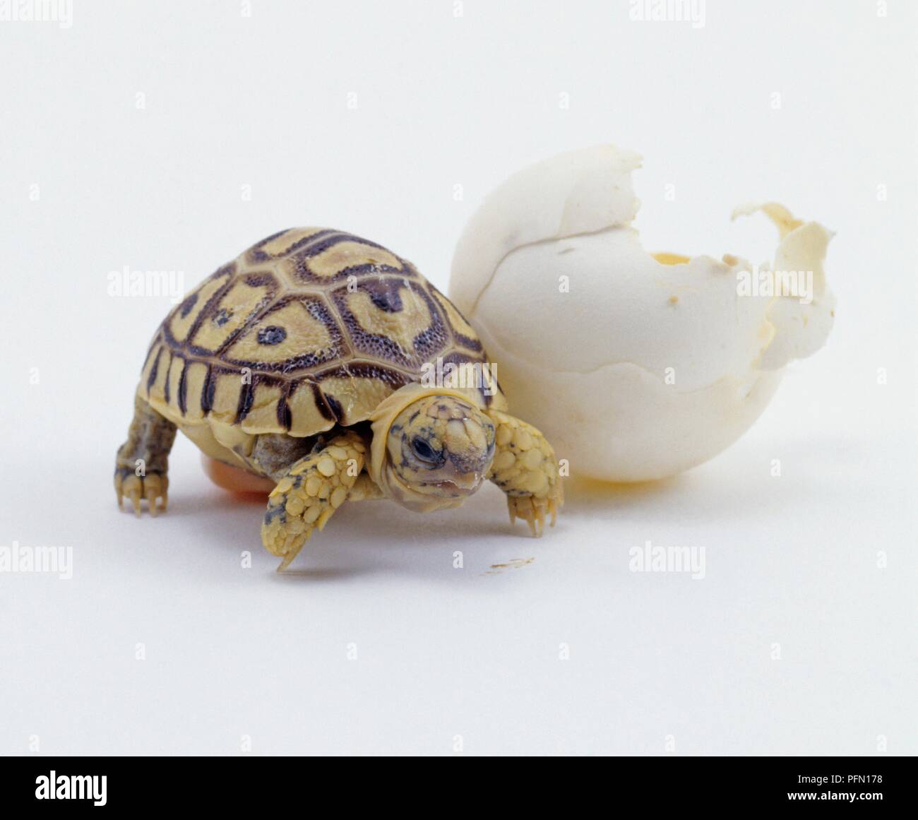 Tortue léopard (Geochelone pardalis) éclos hors de shell Banque D'Images