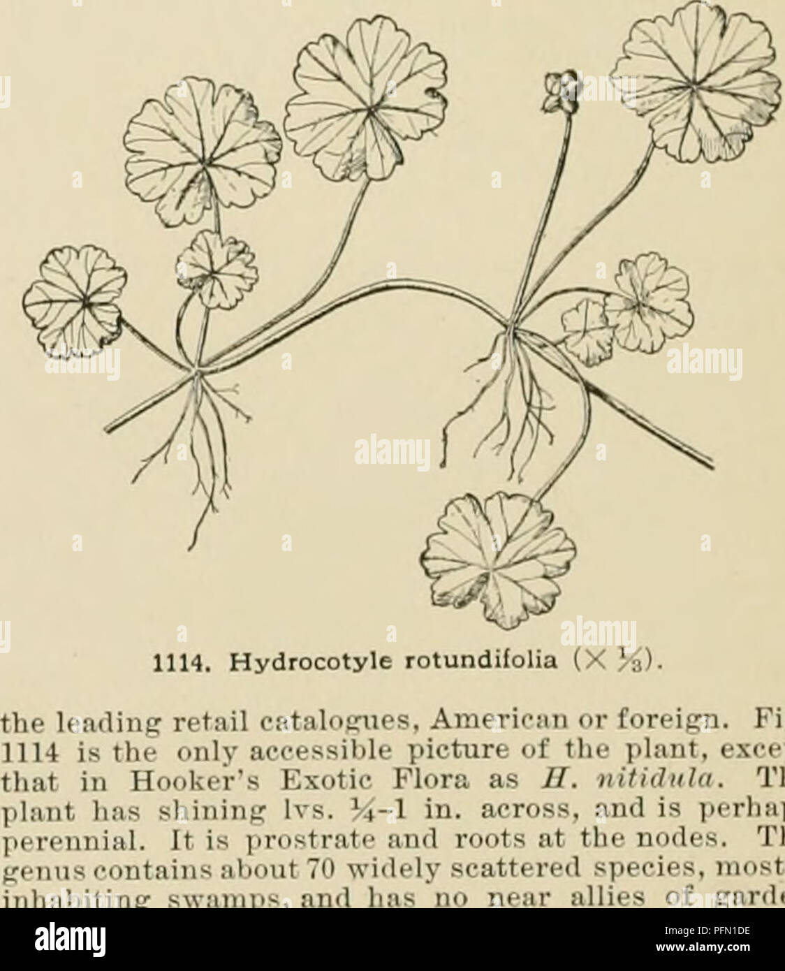 Une cyclopédie complète sur l'horticulture américaine, couvrant les suggestions de culture pour diverses plantes, y compris les fruits, les légumes et les espèces ornementales, avec des détails biographiques et géographiques supplémentaires pour la recherche horticole. Banque D'Images