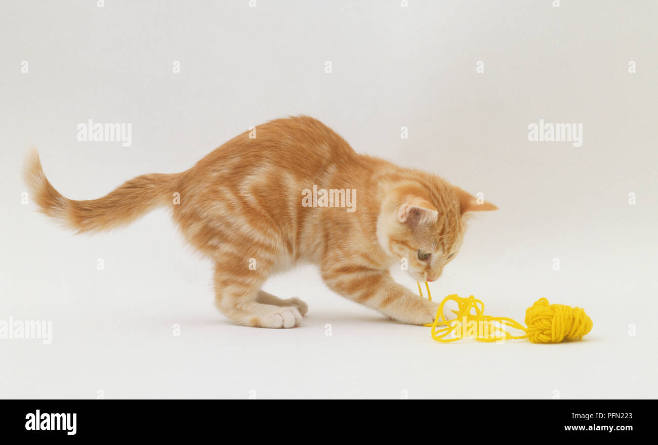 Ginger kitten playing avec de la laine Banque D'Images