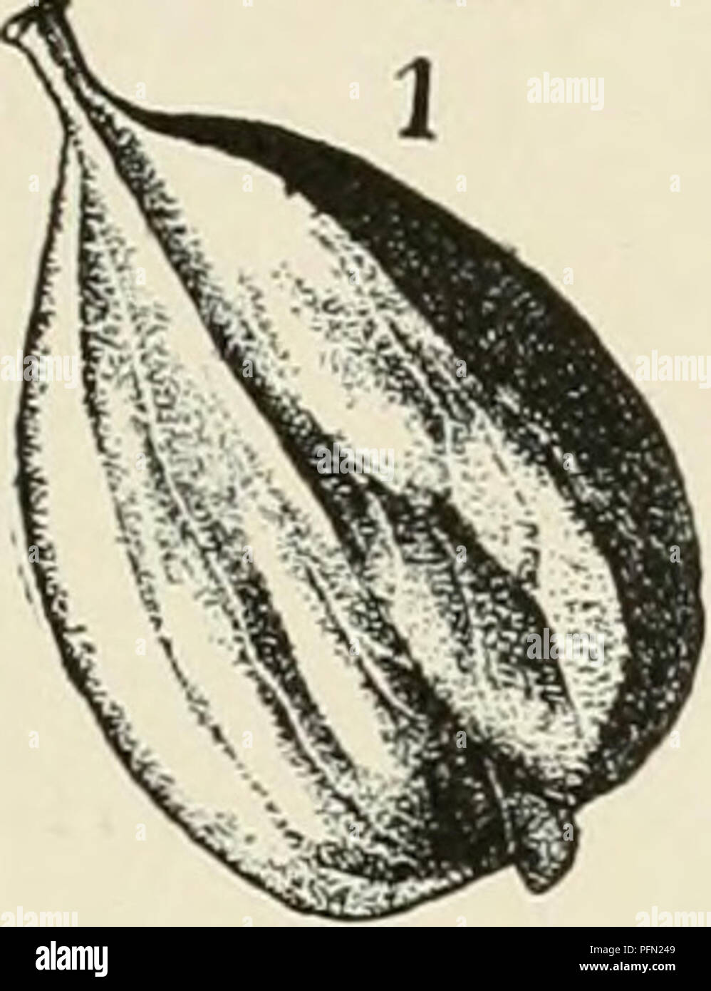 . Cyclopedia of American horticulture, comprenant des suggestions pour la culture de plantes horticoles, les descriptions des espèces de fruits, légumes, fleurs et plantes ornementales vendues aux États-Unis et au Canada, ainsi que des notes biographiques et géographiques. Le jardinage. HICKORY-ÉCROU 745. Veuillez noter que ces images sont extraites de la page numérisée des images qui peuvent avoir été retouchées numériquement pour plus de lisibilité - coloration et l'aspect de ces illustrations ne peut pas parfaitement ressembler à l'œuvre originale.. Bailey, L. H. (Liberty Hyde), 1858-1954 ; Miller, Guillaume, 1869-. New York Banque D'Images