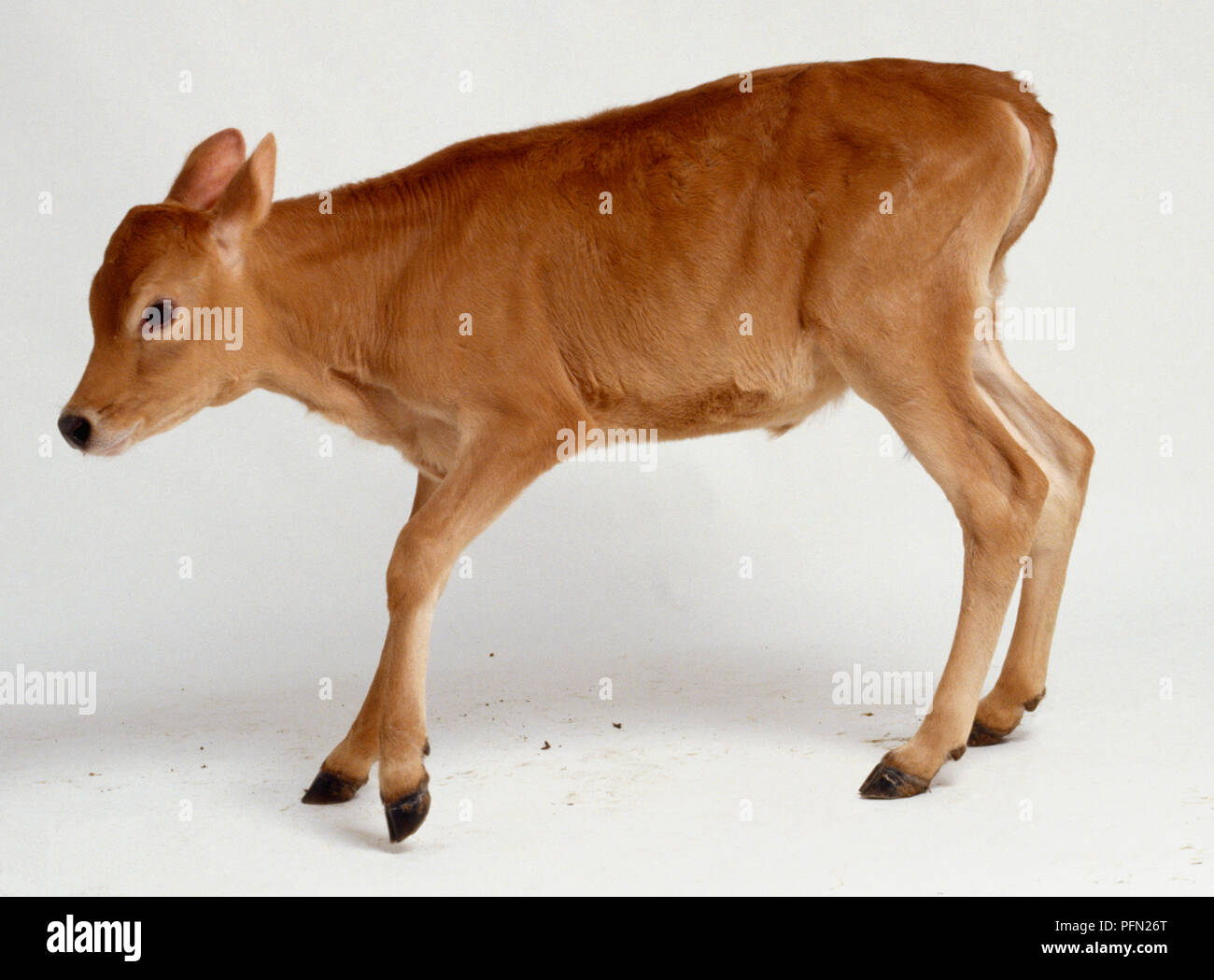 Veau Nouveau Ne Jersey Apprendre A Se Tenir Debout Jambes Pliees Avec Incertitude Fourrure Couleur Tan Tete Penchee En Avant Et Vers Le Bas Vue De Cote Photo Stock Alamy Veau Nouveau Ne Jersey Apprendre A Se Tenir Debout Jambes Pliees Avec Incertitude Fourrure Couleur Tan Tete Penchee En Avant Et Vers Le Bas Vue De Cote Photo Stock Alamy
