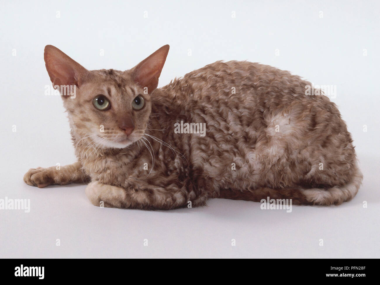 Argent cannelle Rex Cornish cat avec crâne plat et mince, corps musclé, allongé. Banque D'Images