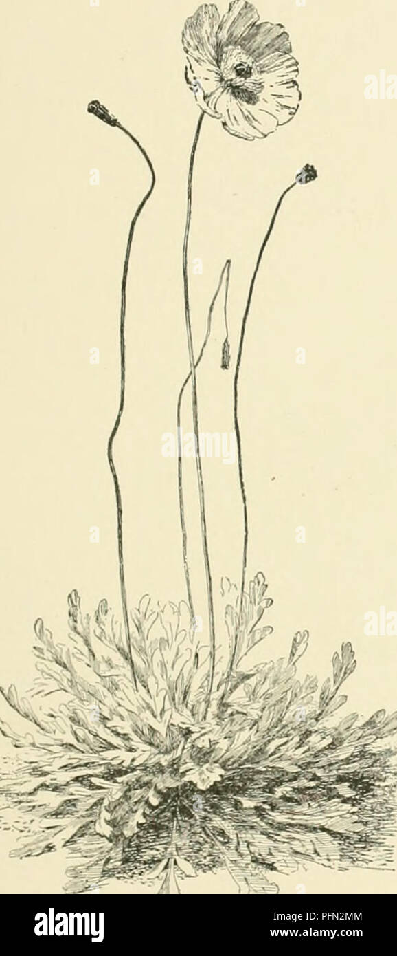 . Cyclopedia of American horticulture, comprenant des suggestions pour la culture de plantes horticoles, les descriptions des espèces de fruits, légumes, fleurs et plantes ornementales vendues aux États-Unis et au Canada, ainsi que des notes biographiques et géographiques. Le jardinage. PAPAVER 14. nudicaWe Liuu,. Pavot d'Islande. Tarte. Hi : !9. Généralement une couleur jaune-fld. arctic pérenne, niuri.- robuste que l'autre, avec des divisions:i.5 et B.H. 1890:60 (P. croceitm). F.S. 10:1017 (comme le goudron. croceitm). Les variétés suivantes sont annoncés dans le commerce : Album, aurantiacum, crdceum striatu coccineum,, Banque D'Images