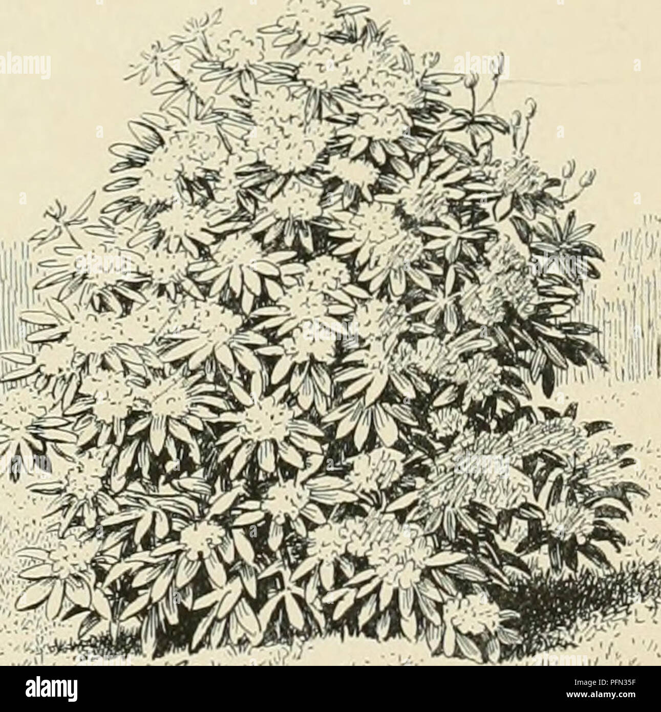Cyclopedia Of American Horticulture Comprenant Des Suggestions Pour La Culture De Plantes Horticoles Les Descriptions Des Cyclopedia Of American Horticulture Comprenant Des Suggestions Pour La Culture De Plantes Horticoles Les Descriptions Des