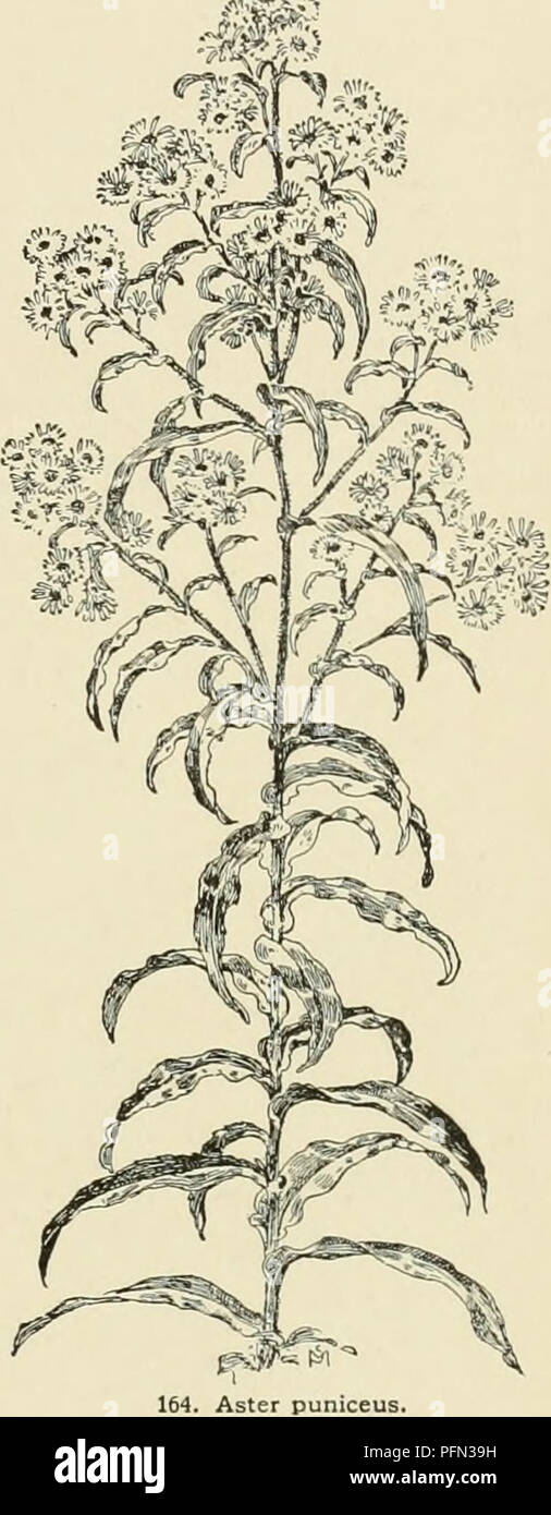 . Cyclopedia of American horticulture, comprenant des suggestions pour la culture de plantes horticoles, les descriptions des espèces de fruits, légumes, fleurs et plantes ornementales vendues aux États-Unis et au Canada, ainsi que des notes biographiques et géographiques. Le jardinage. Sikkiniensis, crochet. 3 à 4 1 r , ,je : .  !Vs lancéolées-acuminées, spiuiilose serrali-je ;-.i ;.,. m grandes corymbes. Himalaya. B.M. 4557.â.1 .&gt ;"""""/', 1 li" ! .'-^- tern et moins sarmentose. avec 1-tid. braoted scapt-s : Ivs radical. spatulés, hairy : chefs-Lilas bleu, 1. dans l'ensemble. Pr Banque D'Images